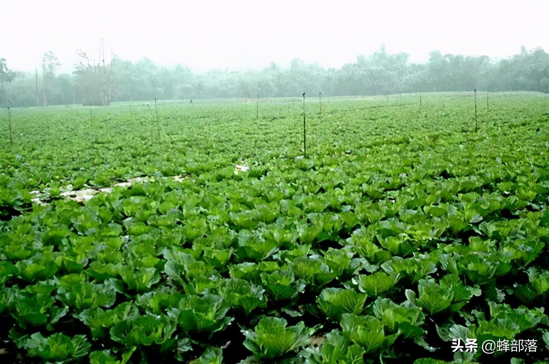 菜油怎么识别是好菜油,菜油好不好