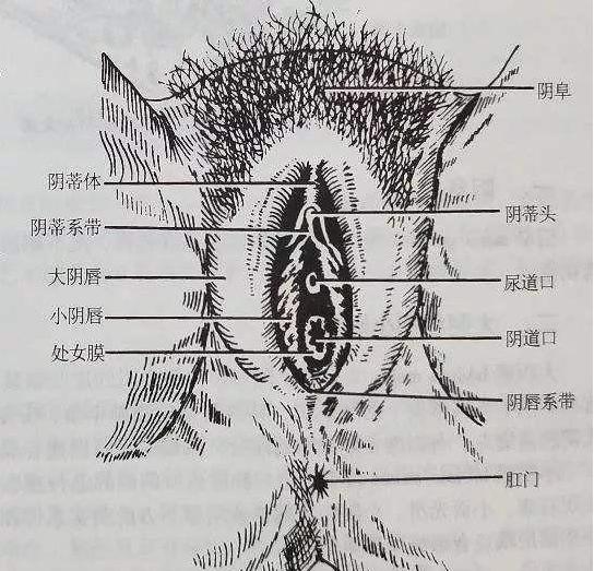 女人得了尿路感染怎么办,女性有尿路感染什么原因