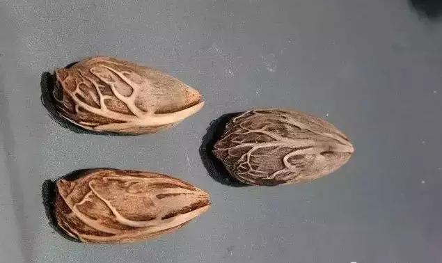 所有菩提手串大展示,菩提手串大全视频