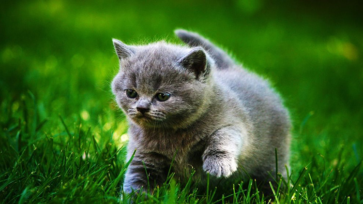 如何从猫咪的叫声中听懂信息,解读猫咪的各种叫声