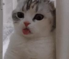 新手养猫指南：想要挑选性格温顺的猫咪，这些关键点一定要看看