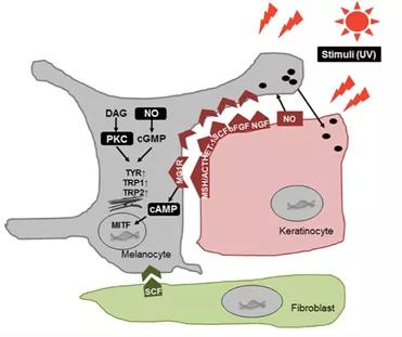 快速美白的有效简单方法,美白有效方法医生建议