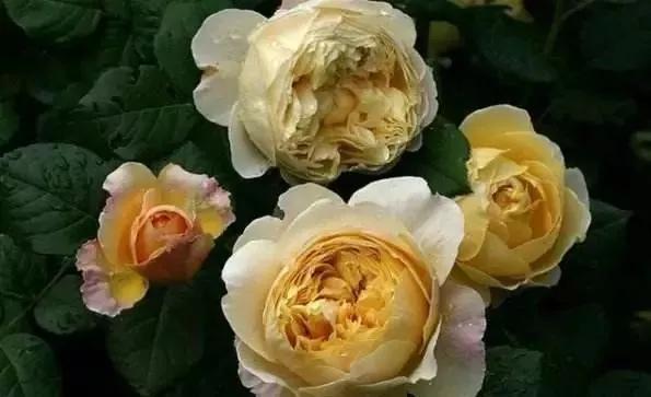 100种玫瑰图片大全,100种玫瑰鲜花你认识吗