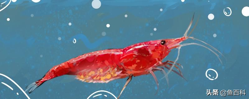 樱花虾吃鱼粮么,樱花虾会吃水草叶吗