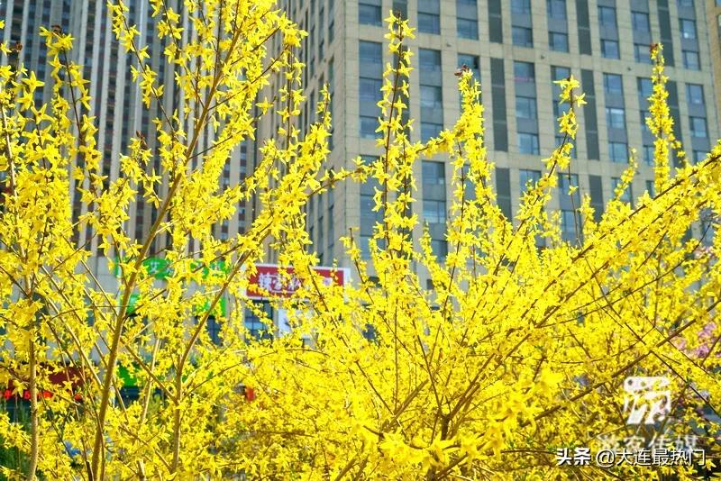 辽宁踏青赏花地点推荐,辽宁春游踏青赏杜鹃花