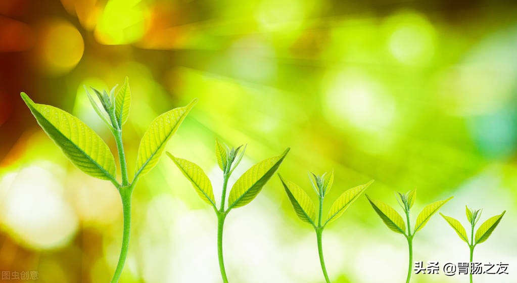 喝粥养胃之后胃更不好,喝粥养胃还是伤胃真相让人吃惊