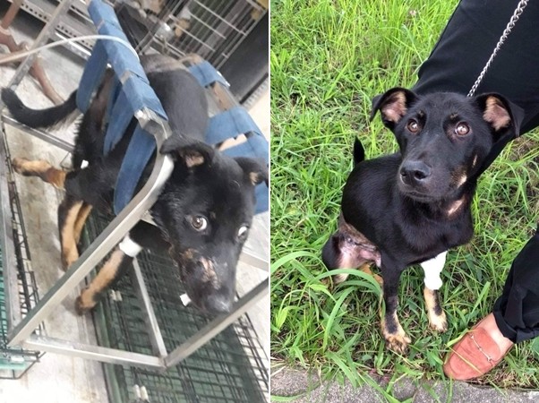 小黑被撞瘫家门前哀号还遭痛殴刺伤　　前饲主：没钱医