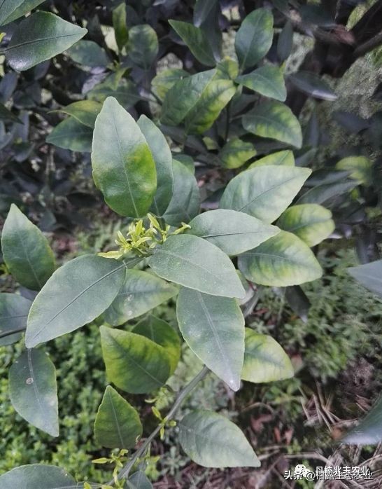 缺氮缺磷缺钾的表现,缺氮缺磷缺钾会怎么样