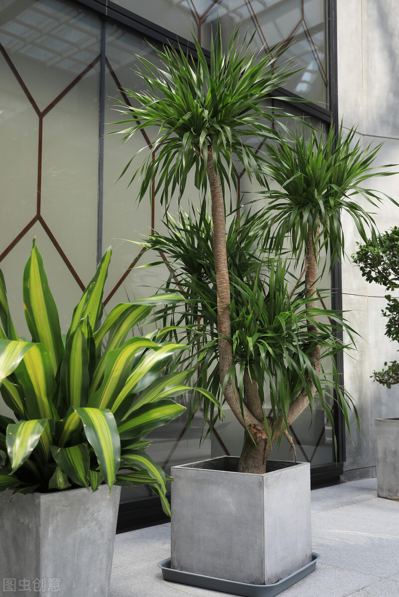 龙血树绿植好处,龙血树和绿植