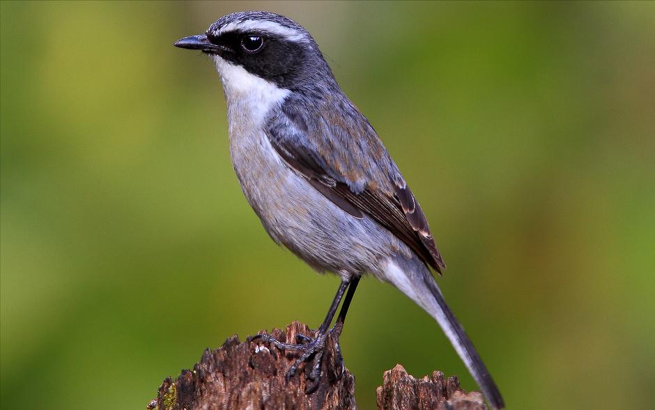 东江揽胜,惠州淡水常见鸟类图谱