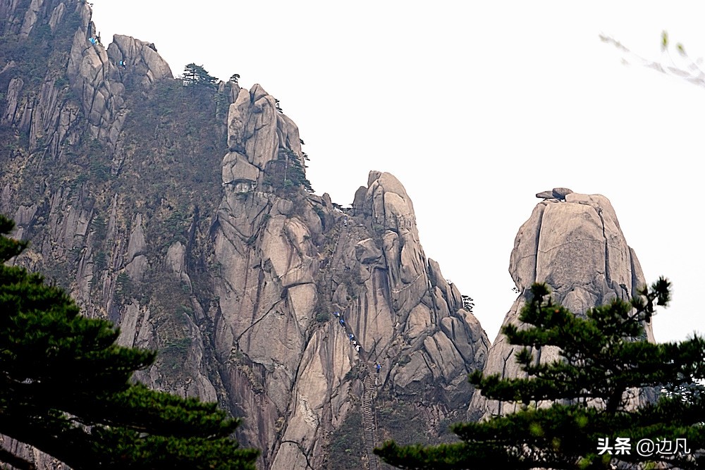 黄山迎客松是真树还是假树,黄山迎客松直播