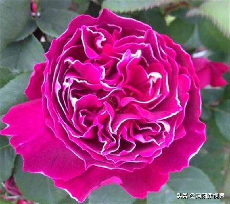 月季创新造型是什么,热门月季品种推荐图片欣赏