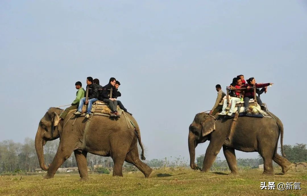 泰国坑中国游客,泰国坑中国游客后续