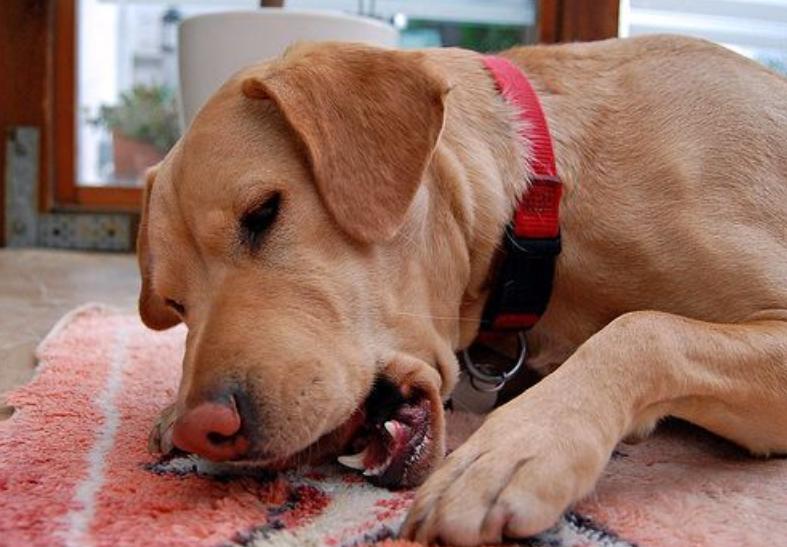 狗狗早上起来呕吐一天吐好几次,狗狗肠胃感染呕吐吐不出来