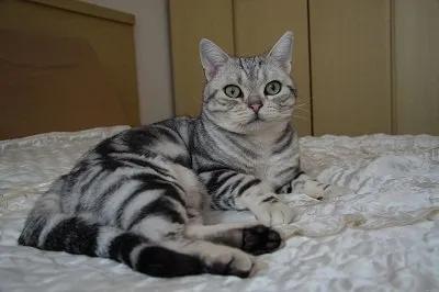 猫咪太胆小怎样让它接触陌生人,猫咪胆小怎么变成勇敢