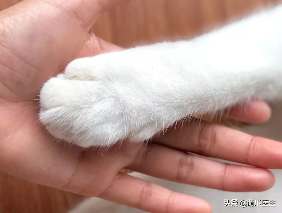 给猫打针结果猫生气了,给猫打针打疼了不开心了