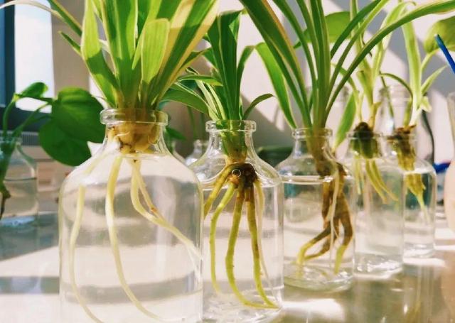 50种过期药品养花不生虫,5种过期的药养花