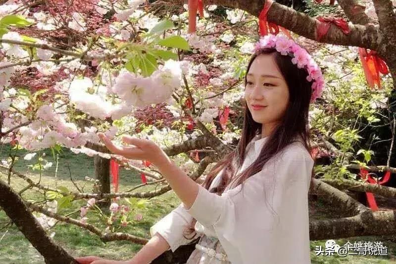 浙江看日本樱花最佳地方,浙江赏樱花最佳地排行榜
