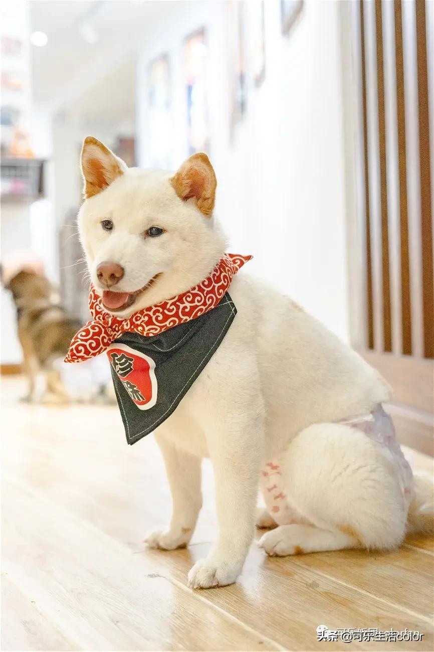 广州撸柴胜地！仲有怀旧零食、游戏室激萌柴犬周边