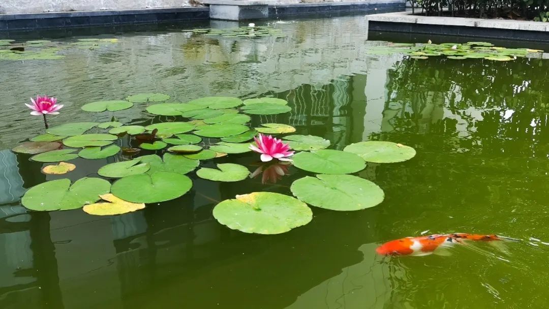 汉中中学2017招生简章,汉中中学招生简章