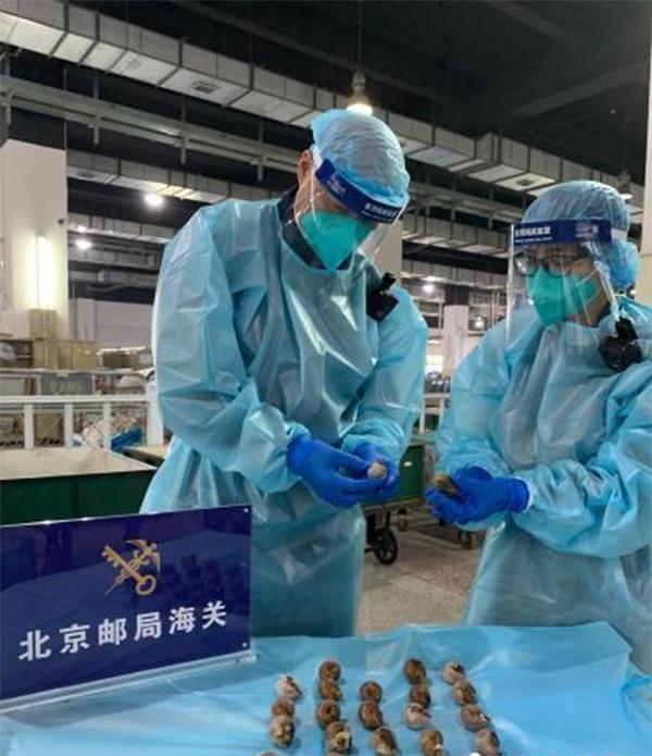 7月1日，海关通报截获29只寄往北京的活体盖罩大蜗牛！危害有多大