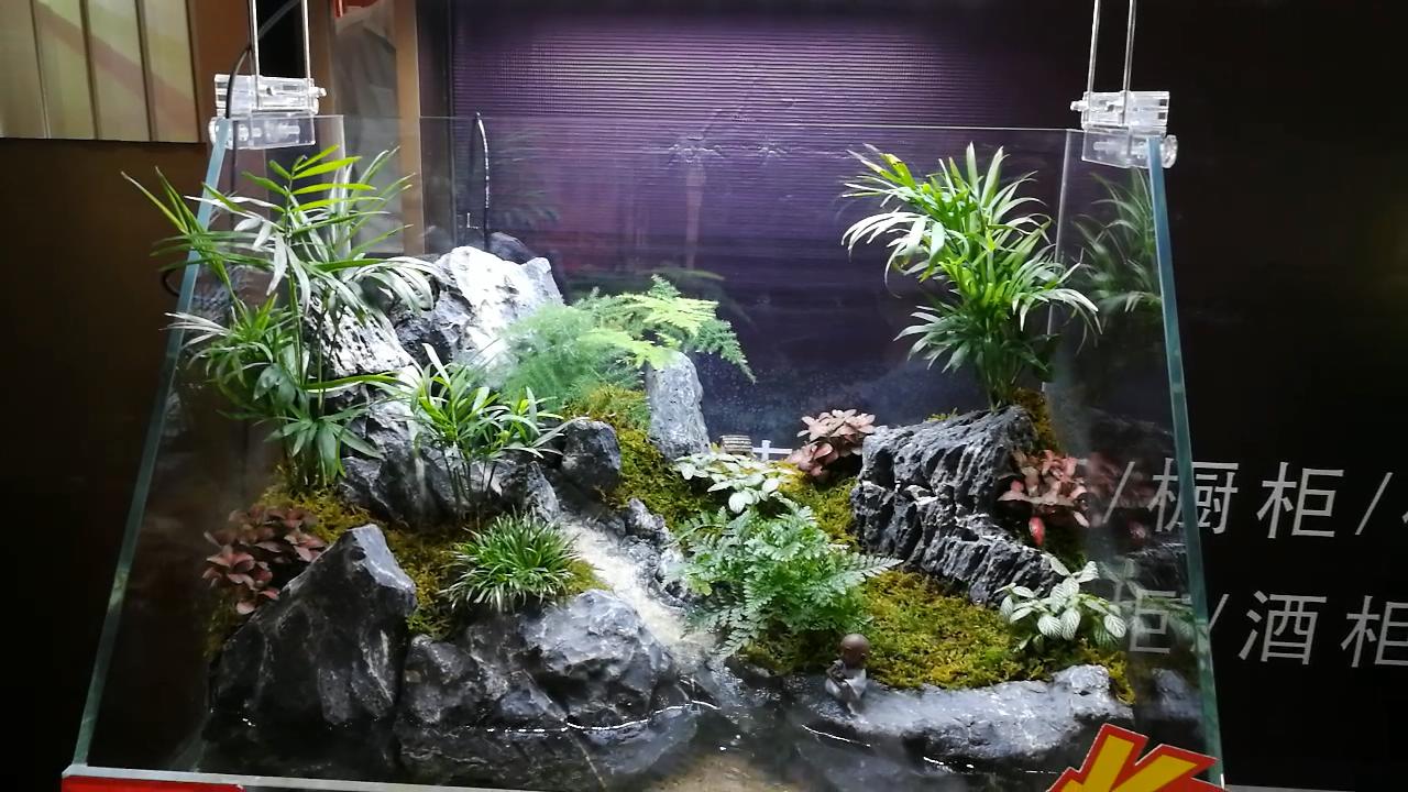 参观新开的草缸店，才开了1个月，邯郸兄弟，从玩家变老板