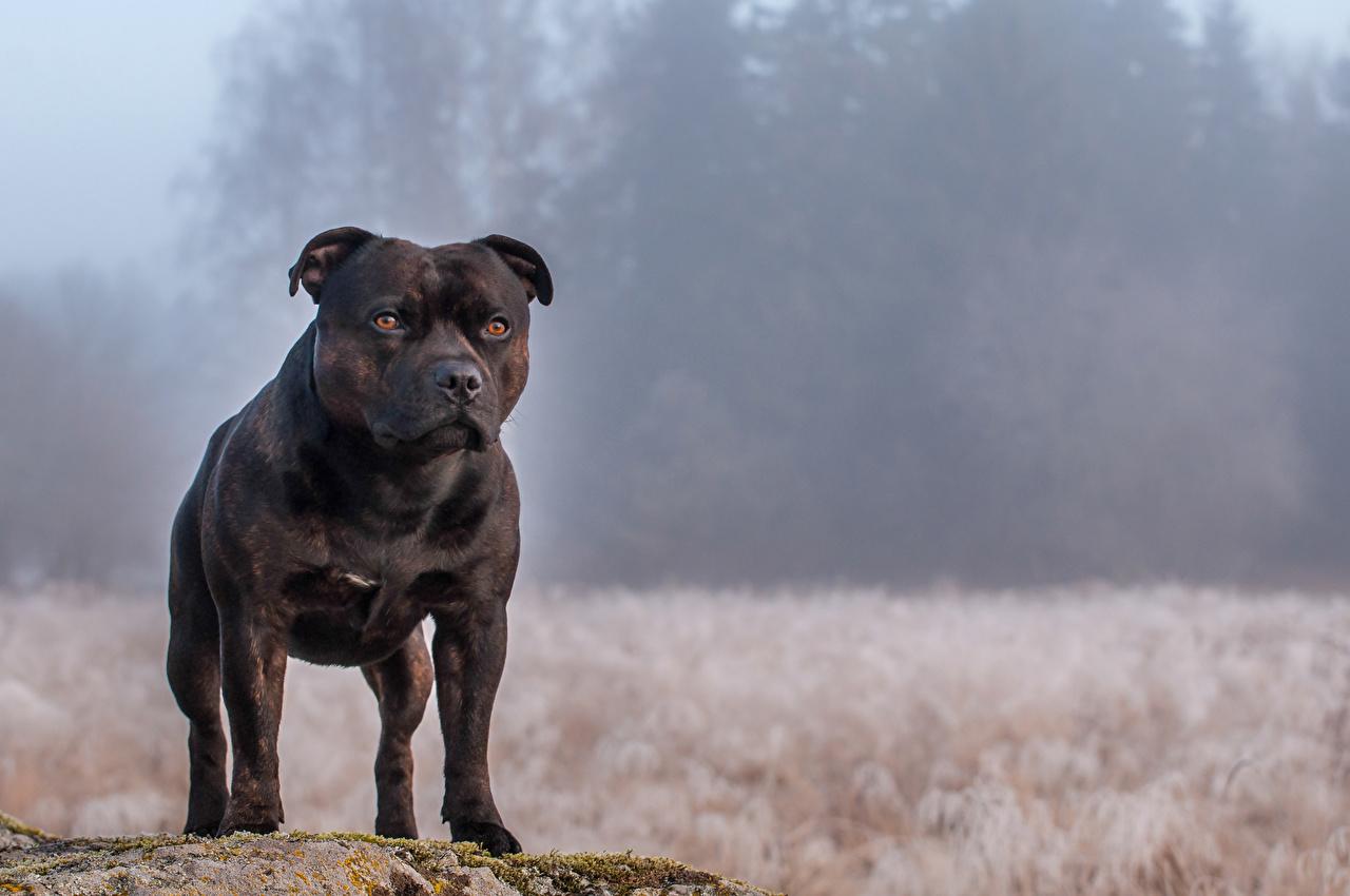 最聪明的十大狗狗品种介绍,史上最全的狗狗品种记得收藏