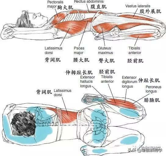 瑜伽英雄卧的好处和功效,瑜伽体式金刚卧腰痛
