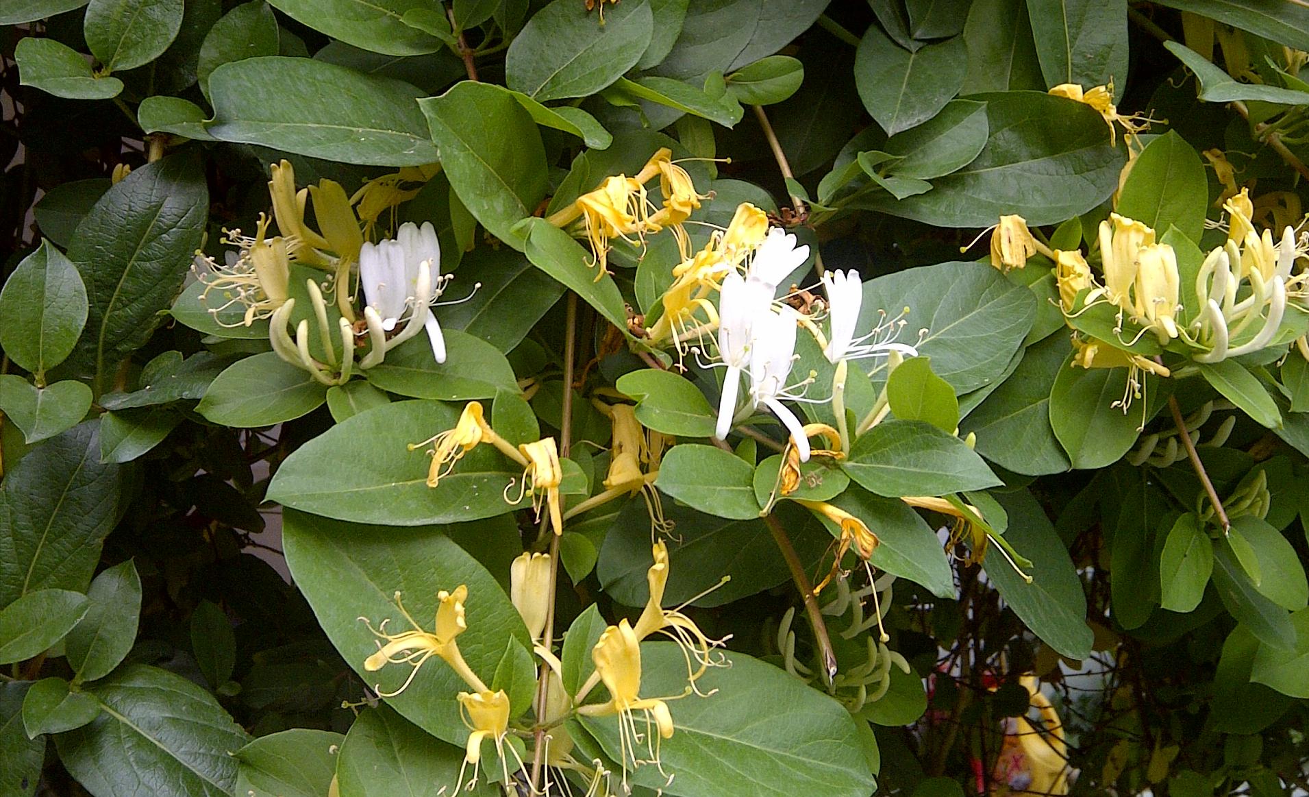 戈壁西瓜为何被禁止种植,戈壁西瓜为什么不能种