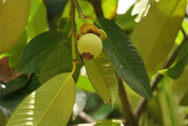 怎样的山竹才是能吃得好山竹,挑选好又甜的山竹方法介绍