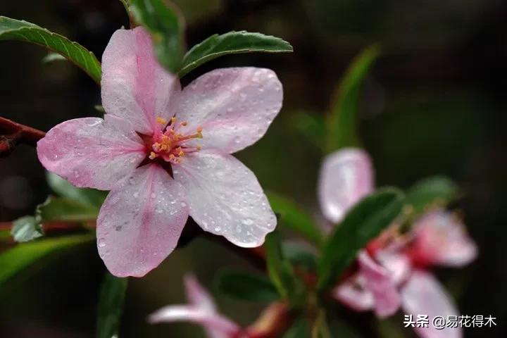 疆果新疆特产薄皮核桃,新疆的扁桃优良品种有
