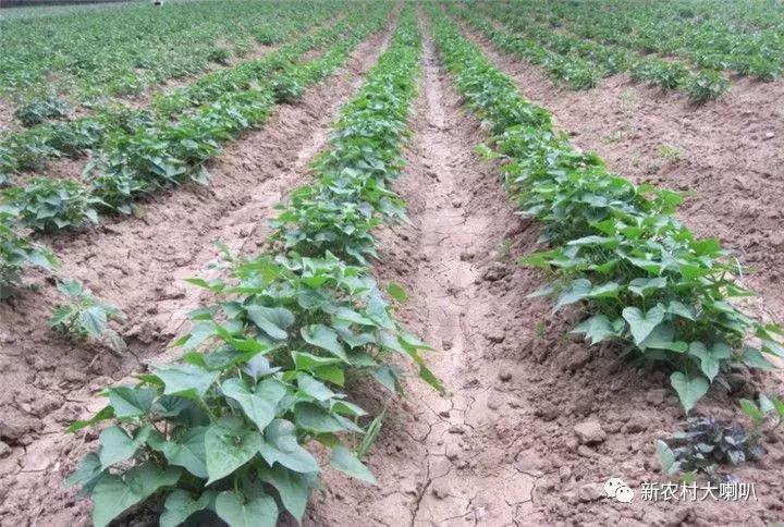 红薯这样种，高产高效！