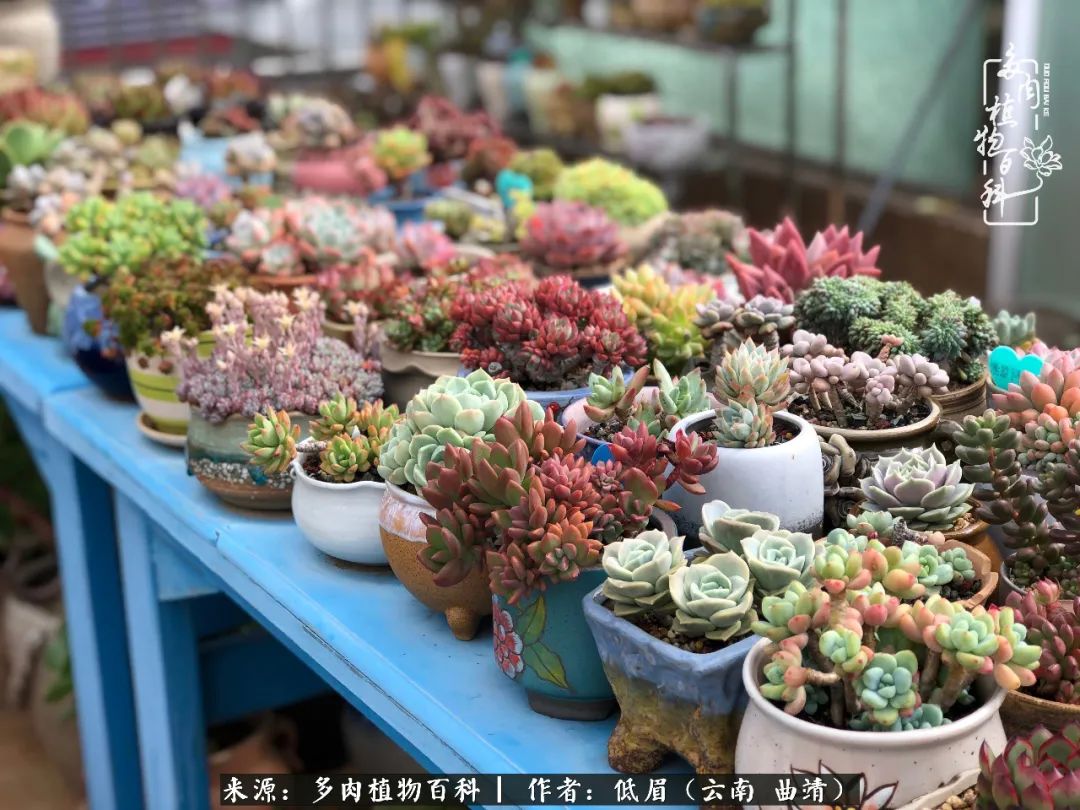 多肉怎么养度夏,多肉怎么养之度夏篇
