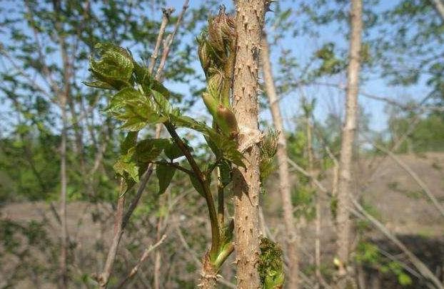 这种植物看似丑陋，很多人不在意，到国外却成珍贵食物，你见过吗
