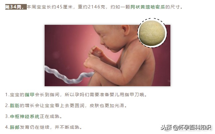 怀孕各个时期胎儿发育过程,怀孕的过程要几天