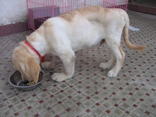 狗狗经常呕吐应该吃什么药好,狗狗肠胃不好呕吐怎么治