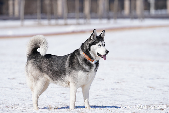 一次创世纪的生活体验—记哈士奇当妈妈