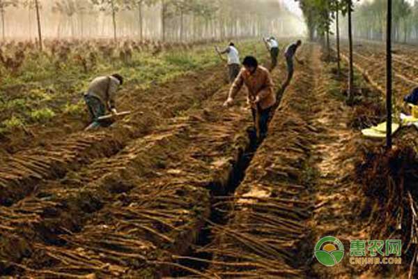 山药长芽了还可以吃吗？如何保存山药才不会发芽？