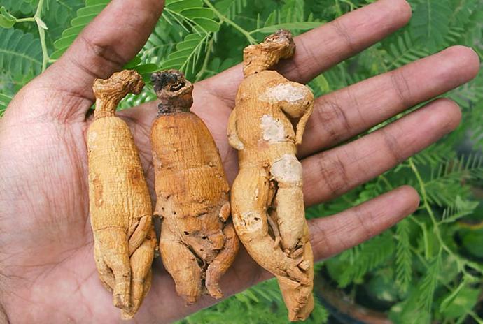 人参归脾丸的十大神奇功效,人参肽神奇功效