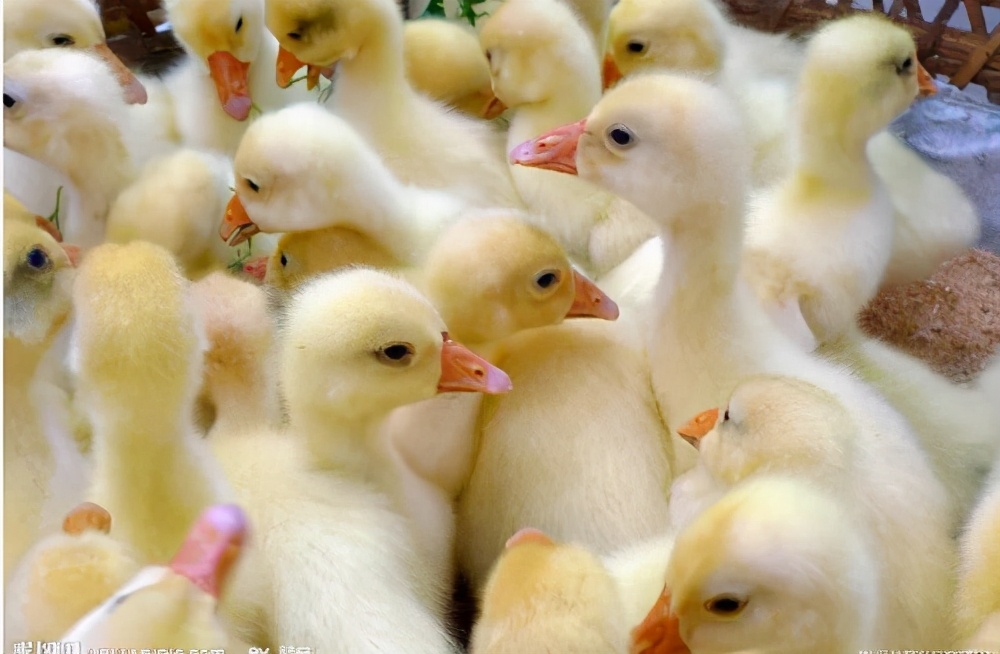 鹅拉绿色粪便是什么原因,大鹅拉白色绿色稀粪是什么原因