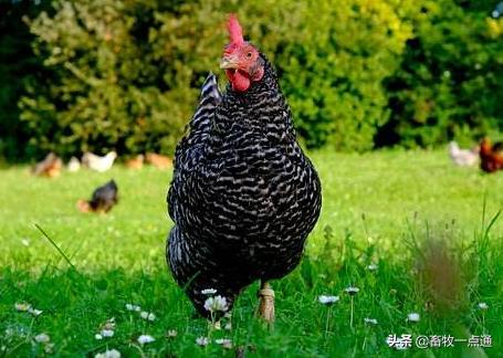 组织滴虫病,黑头病的预防跟治疗