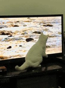 小短腿猫搞笑gif图,搞笑gif段子最后这只猫也太萌了吧