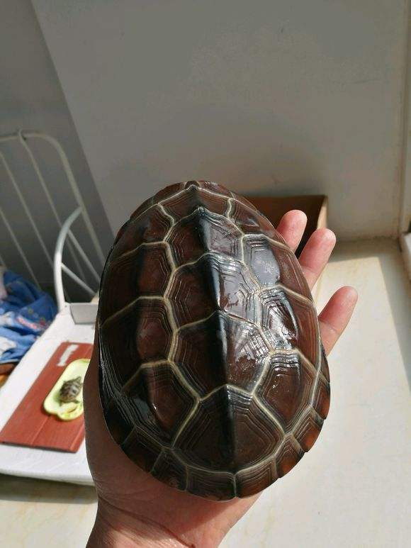 乌龟吃鱼粮有什么坏处,乌龟能吃活鱼吗