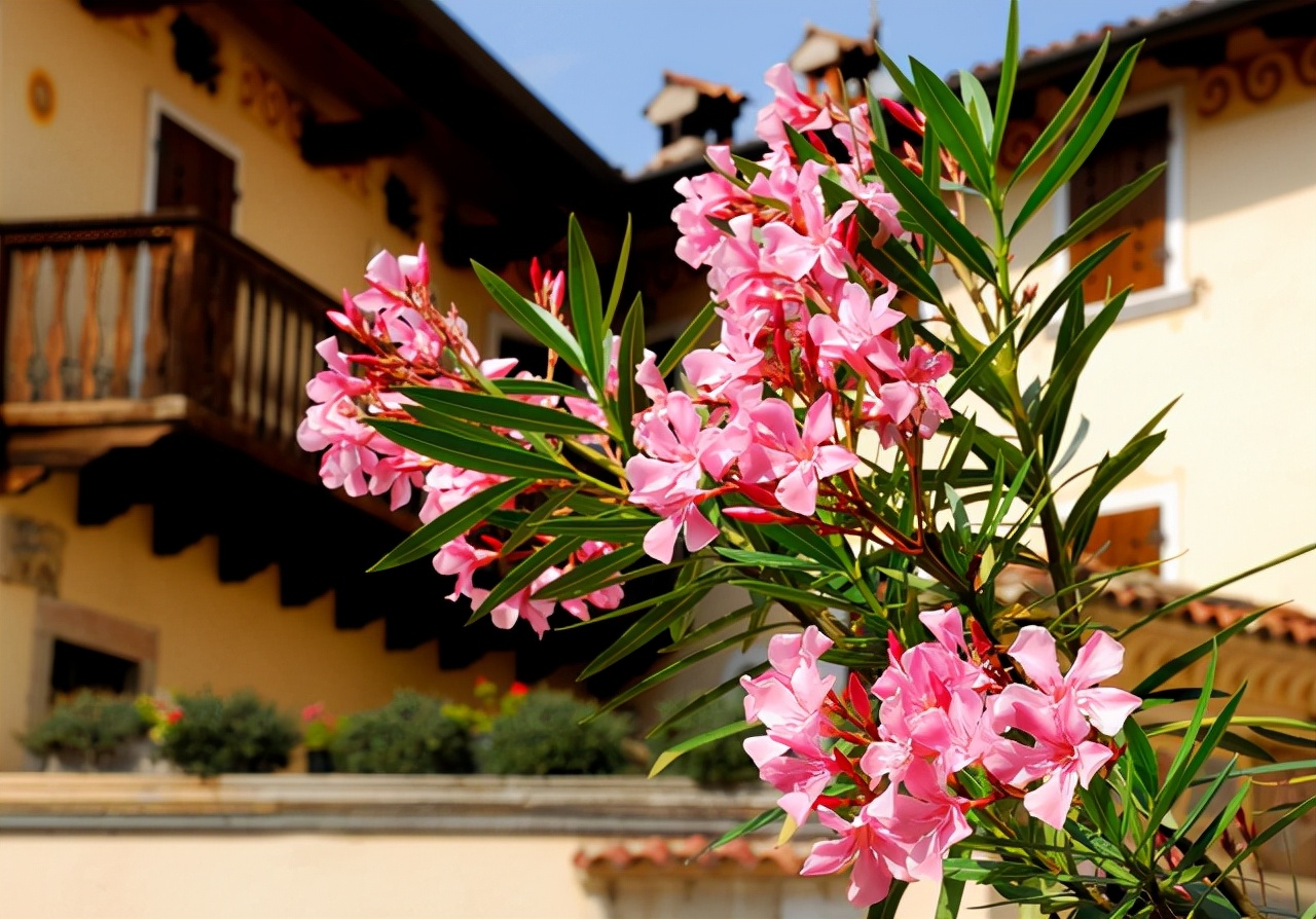 100种最毒的毒花,20种有毒的大毒花