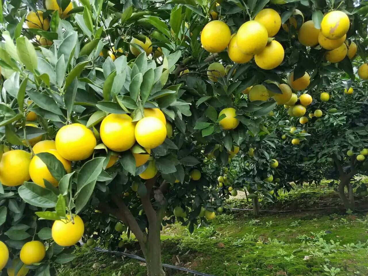 2021浜戝崡鍗佸ぇ鍚嶅搧,浜戝崡鍗佸ぇ鍚嶅搧