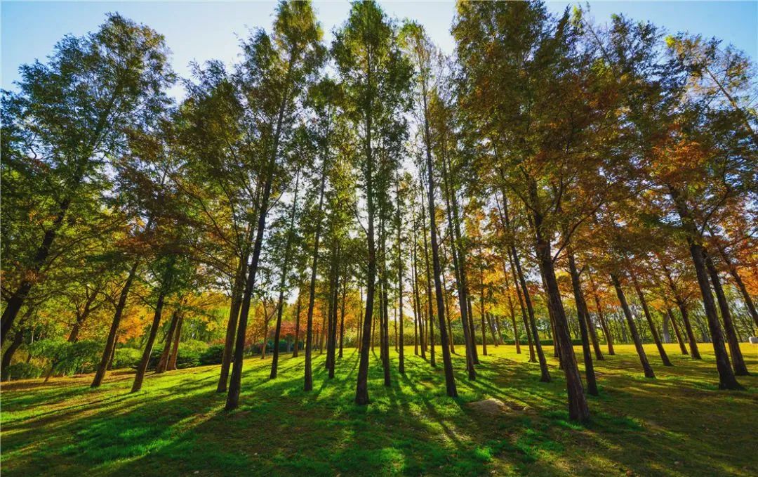 济南适合带娃去的公园,济南适合遛娃的景区