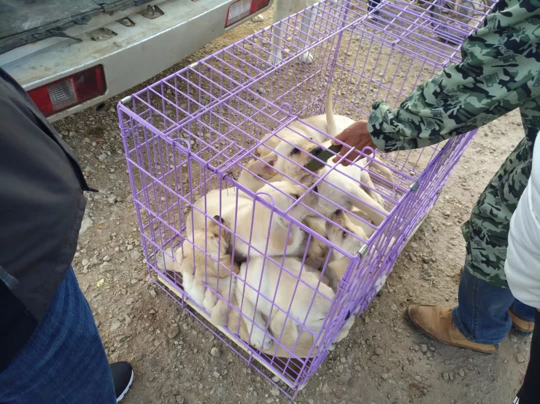 拉布拉多幼犬200元出售同城,出售拉布拉多幼犬50元一只