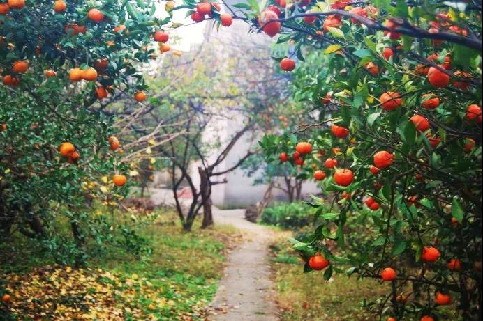 姑苏人都不知道的轻徒步道,穿越万亩茶园,将苍茫的太湖尽收眼底