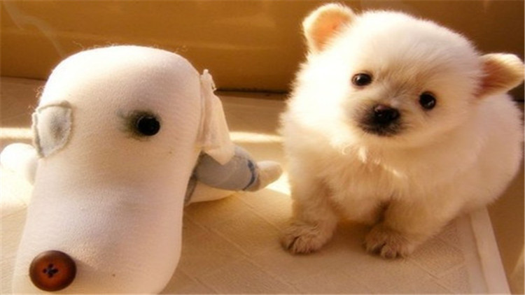 母宠物犬发情怎么缓解,母小型犬发情爬跨如何缓解