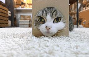 捡到猫咪的胡子,收集猫咪胡须会有好运嘛